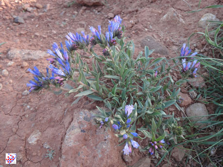 گل های کوه عینالی wild flowers of Eynali 